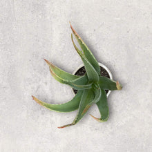 Load image into Gallery viewer, Itza Pot with 4” Aloe Vera
