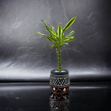 Load image into Gallery viewer, Bamba Pot with Houseplant included
