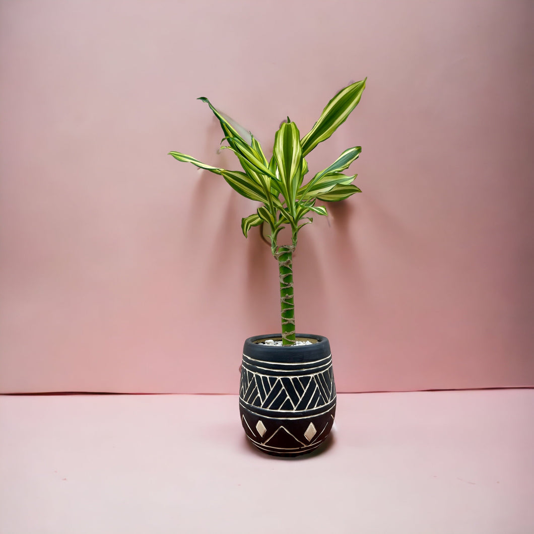Bamba Pot with Houseplant included